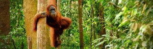 orang utans in Sumatra Indonesia