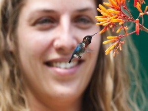 Kolibrie zweeft bij oranje bloemen met een glimlachende vrouw wazig op de achtergrond in Cuba