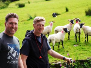 Schapen drijven Ierland