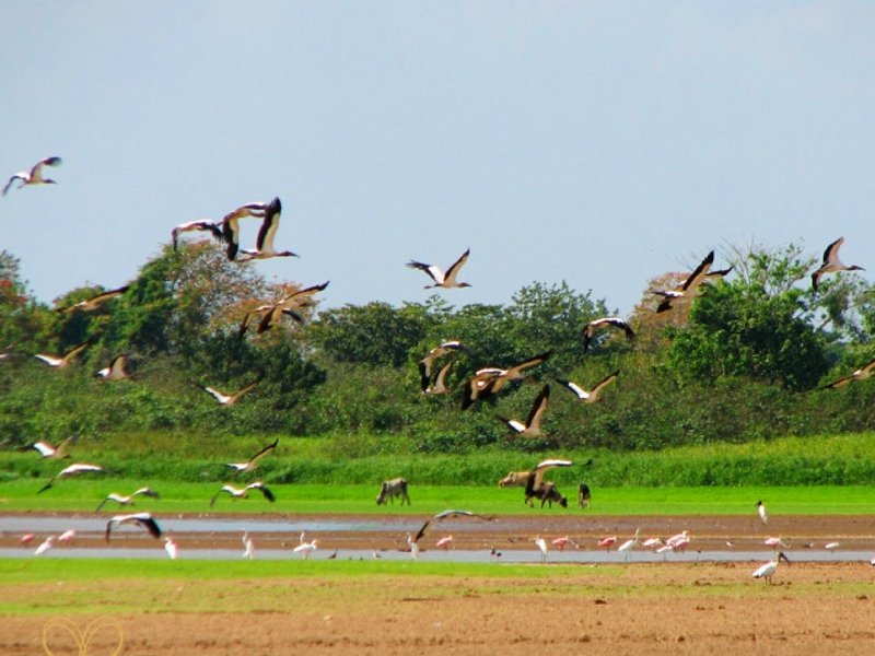Costa rica vogels cano negro