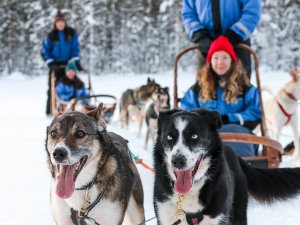 husky safari in lapland