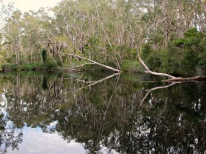 Noosa Everglades billabong