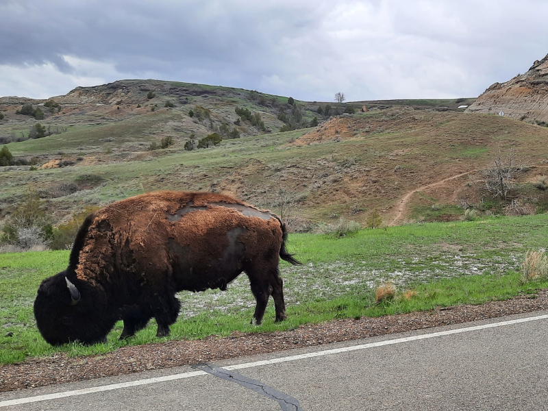 Bison langs de weg in de badlands