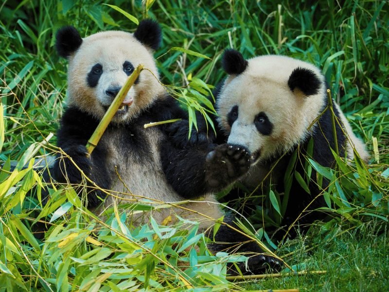 Panda’s in Chengdu, China