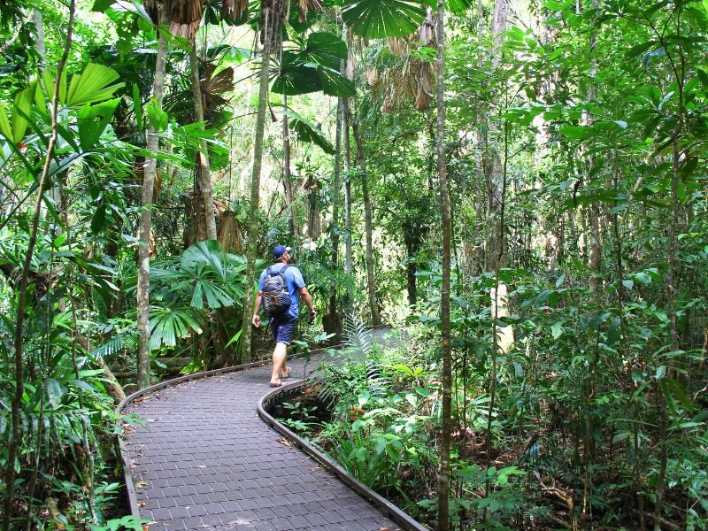 Wandelen door het regenwoud in cape Tribulation