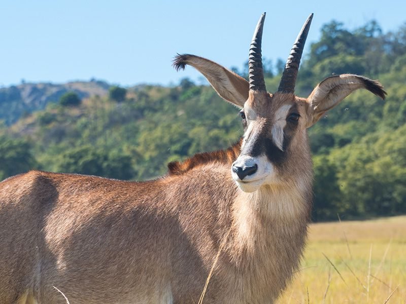 Mlilwane safari Zuid-Afirka