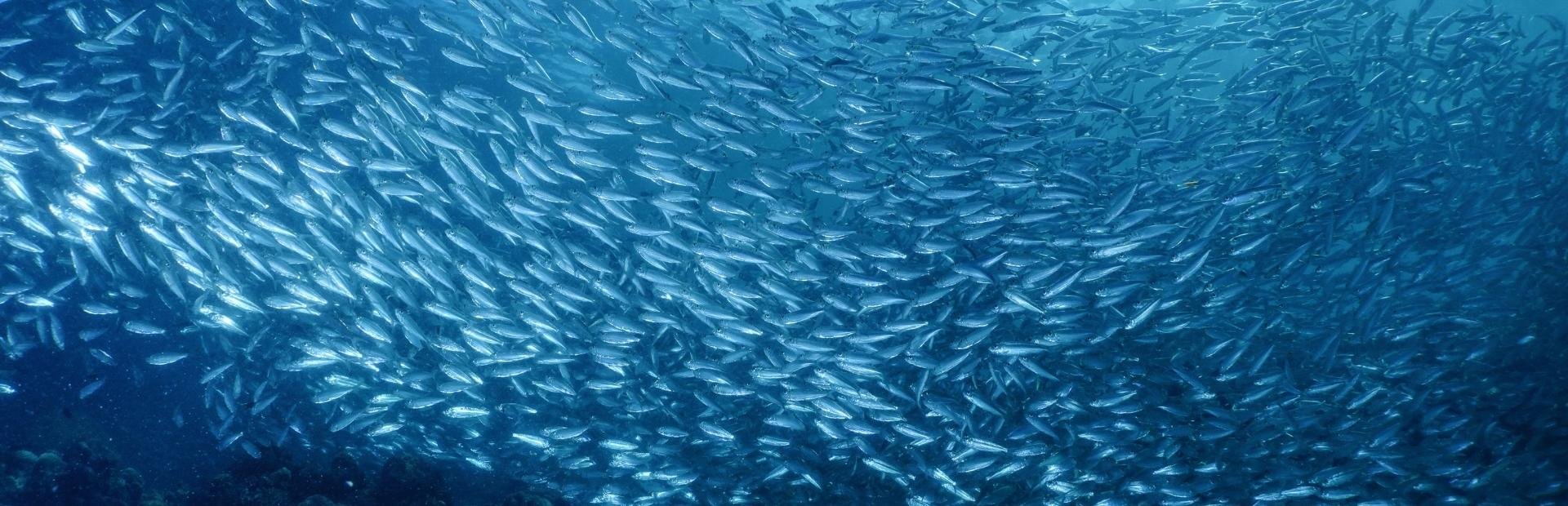 Sardine run