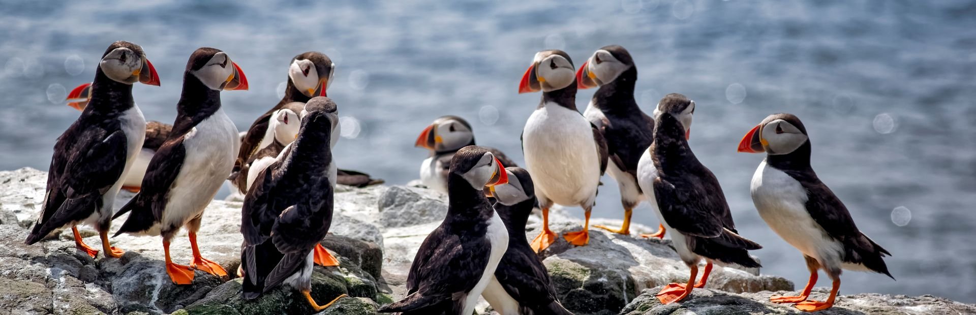 Puffins in Ijsland