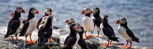 Puffins in Ijsland