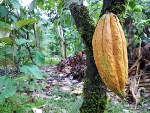 Cacaoplant