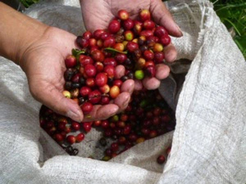 Koffiebonen