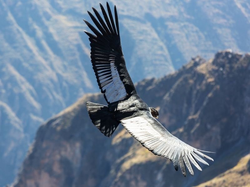 Colca Canyon condors