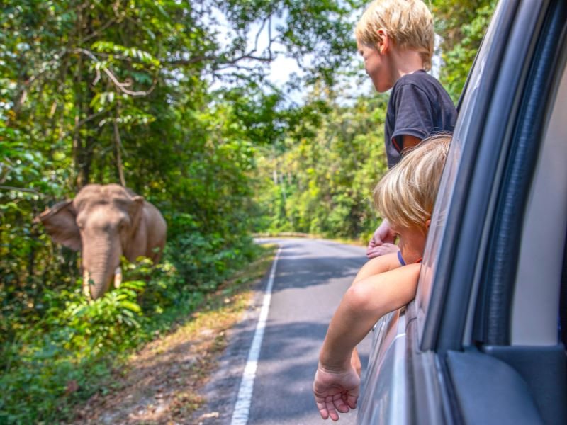 Kinderen kijken uit het raam van een auto naar een olifant aan de rand van een weg in het bos.