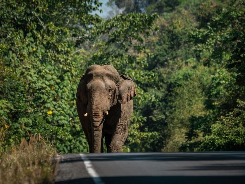 Een olifant loopt op een smal stuk weg door een dichtbegroeide, groene jungle. De omgeving is vol tropische bomen en struiken.