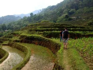 Rijstvelden Vietnam