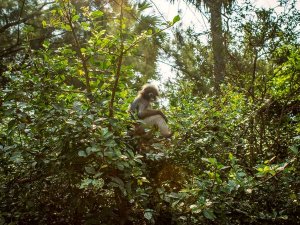 aapjes in de jungle
