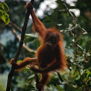 indonesië