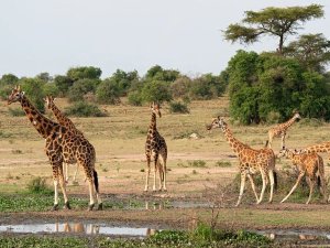 Oeganda giraffen