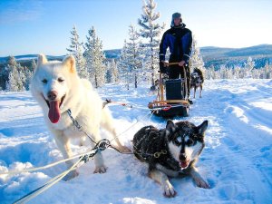 Rondreis Lapland husky's