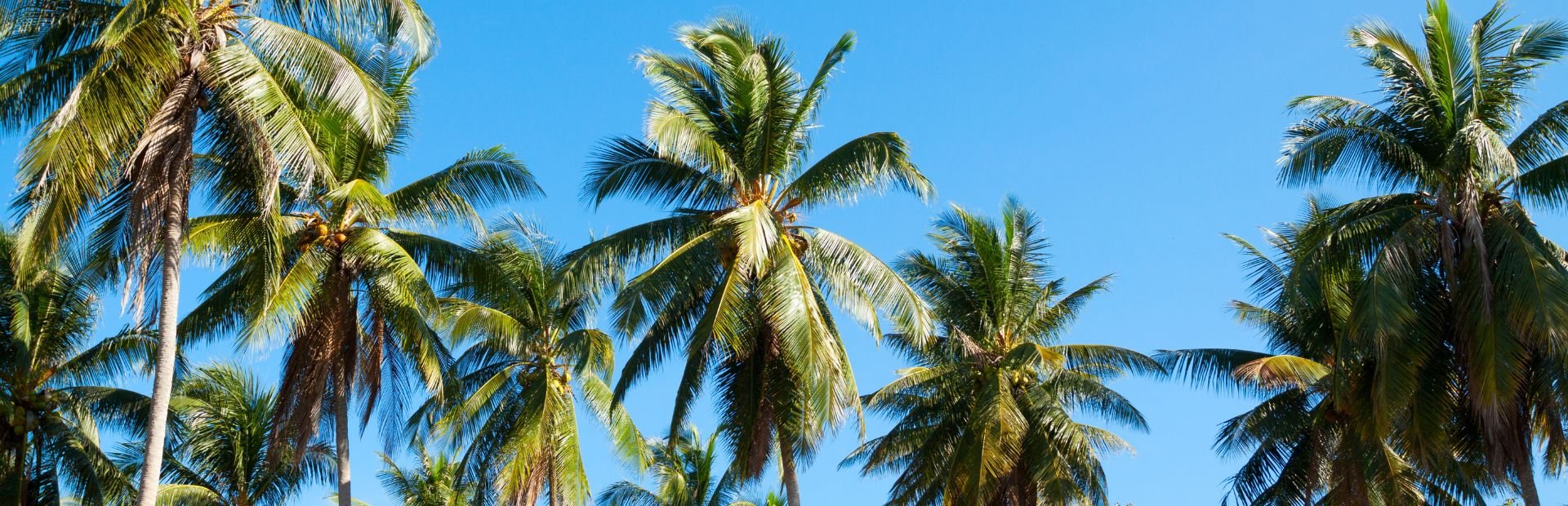 Australië palmbomen