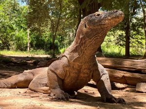 Komodo draak bij Flores Indonesie