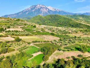 Uitgestrekt landschap met terrasvormige olijfgaarden, wijngaarden en akkers onder een hoge berg in Berat, Albanië