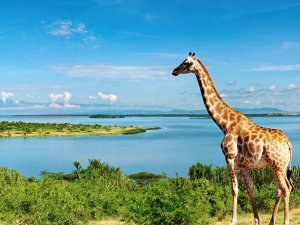 Oeganda reizen giraffe bij meer