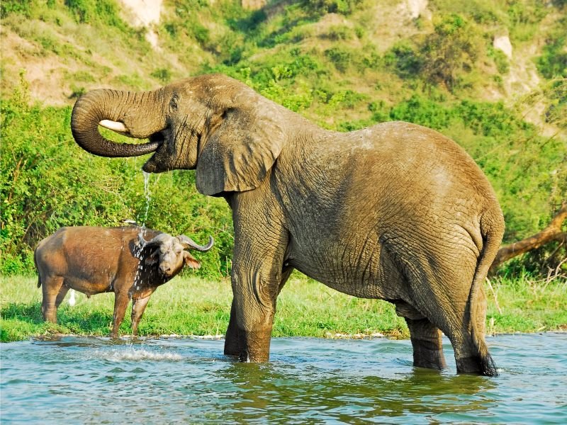 Queen Elizabeth - Kazinga kanaal - olifant