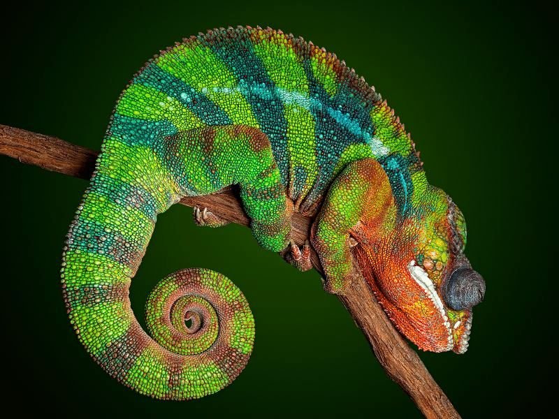 Madagascar - Ranomafana NP - kameleon