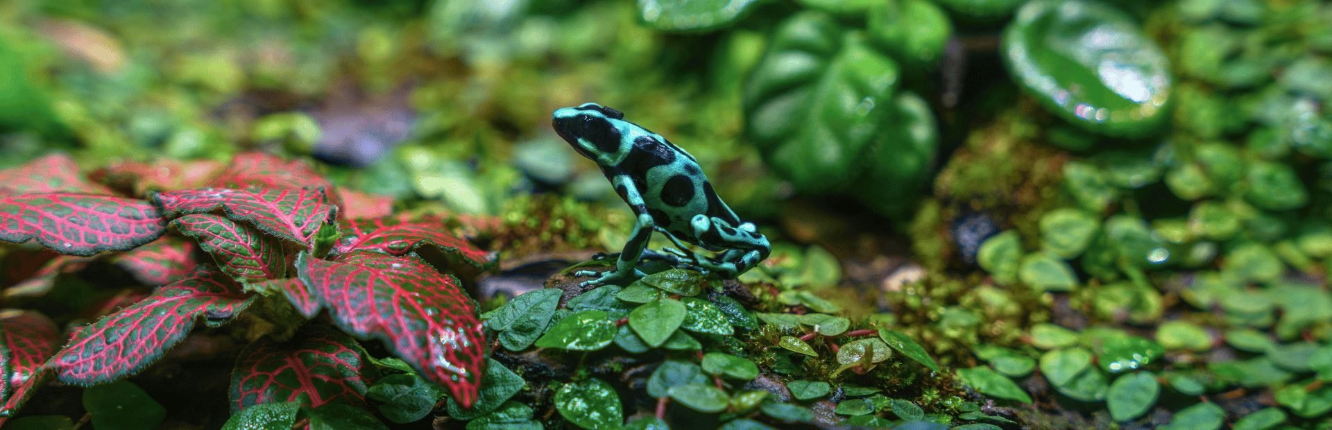 Kikkers in ecuador jungle