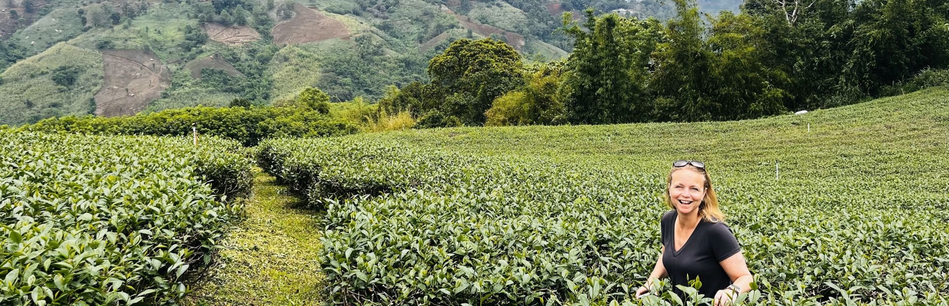 Reiziger tussen de theeplanten in Chiang Rai, Thailand, midden in het veld naast het pad, met uitzicht op groene heuvels en akkers in de verte.