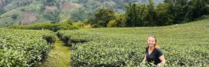Reiziger tussen de theeplanten in Chiang Rai, Thailand, midden in het veld naast het pad, met uitzicht op groene heuvels en akkers in de verte.