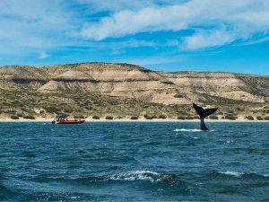 Argentinie Peninsula Valdes
