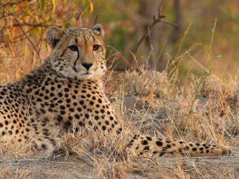 Cheeta in Zuid-Afrika