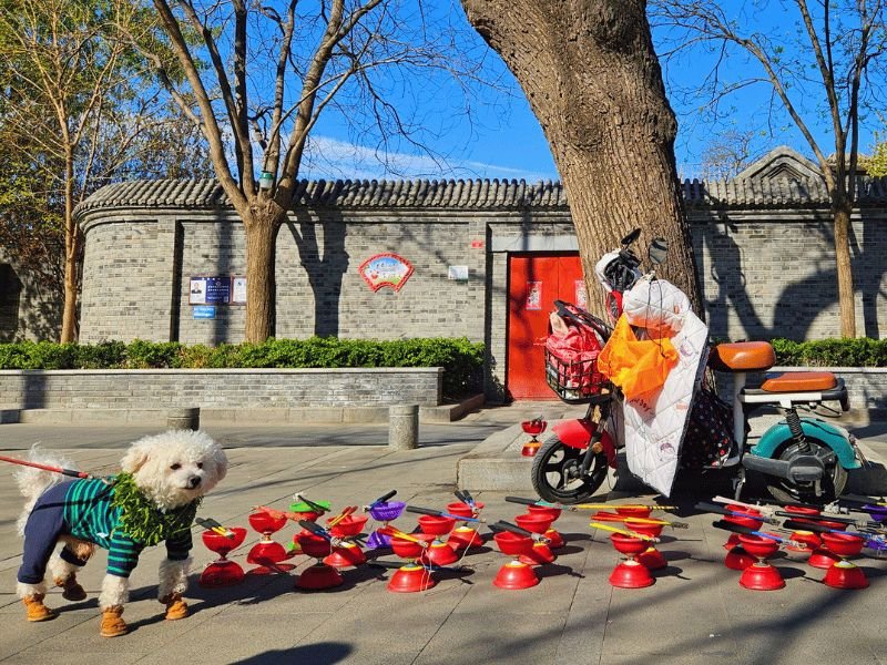 Diabolo's op de grond met een hond ervoor