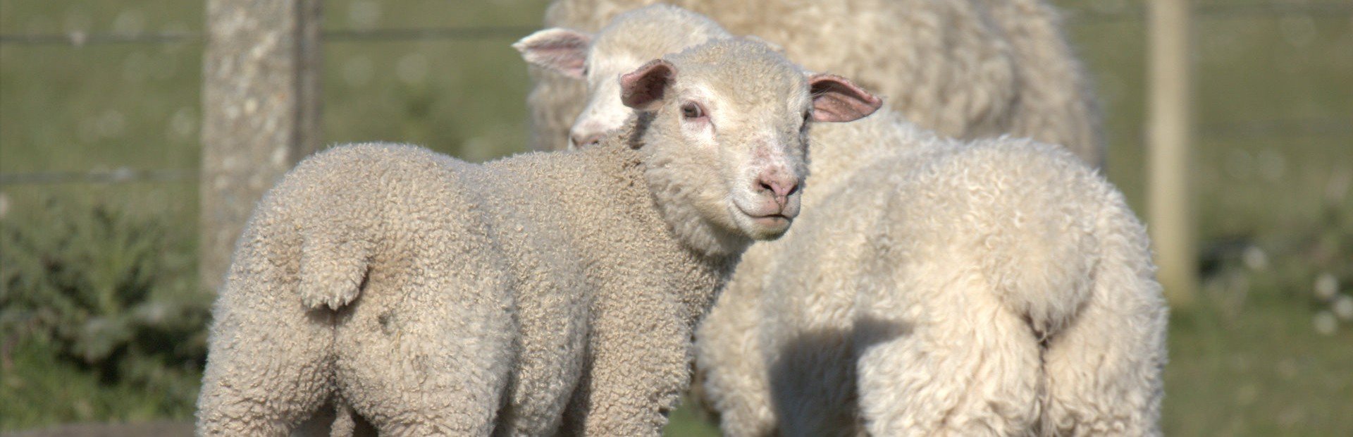 Drie jonge pluizige witte lammetjes staan in een groen grasveld in een landelijk gebied