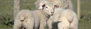 Drie jonge pluizige witte lammetjes staan in een groen grasveld in een landelijk gebied