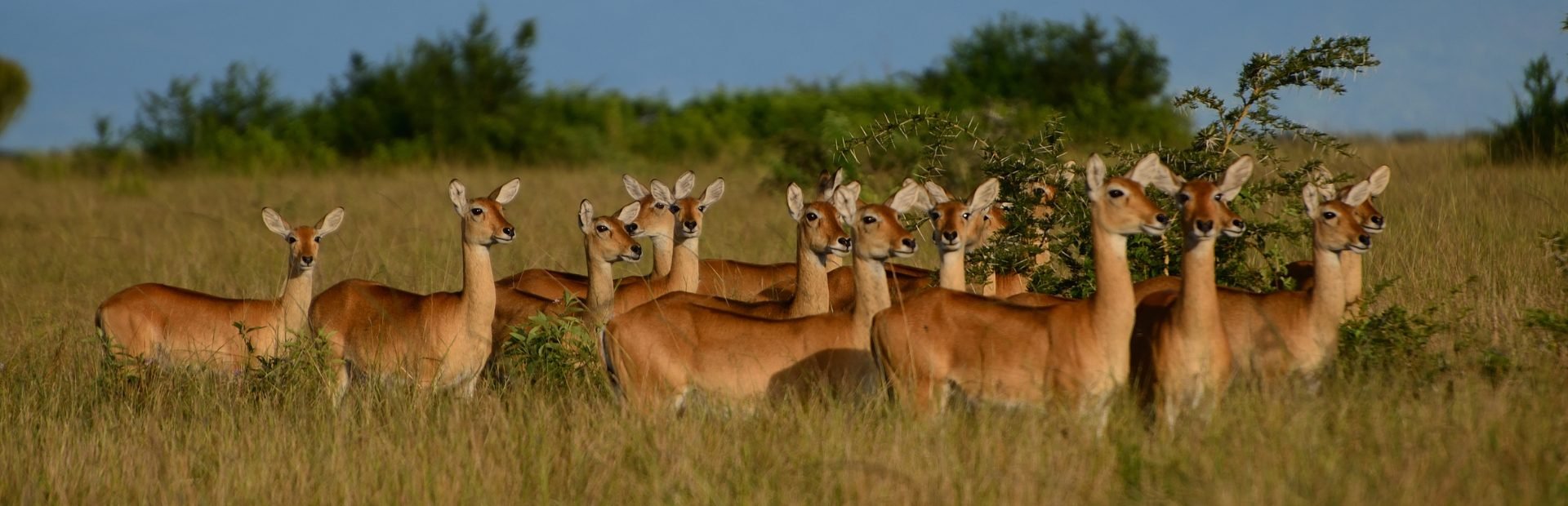 Antilope in oeganda