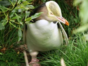 otago-pinguin
