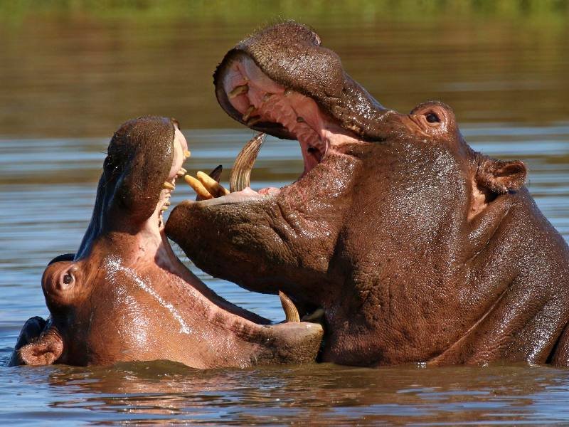 tsavo Kenia