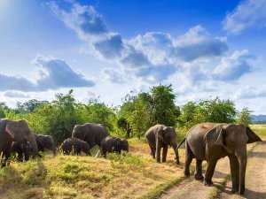 Sri Lanka Wilpattu