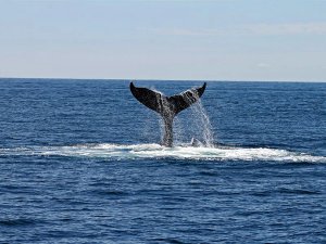 Walvis in Portugal
