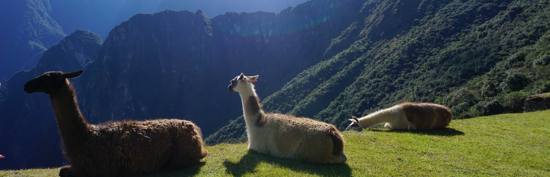 alpaca's op een grasveld