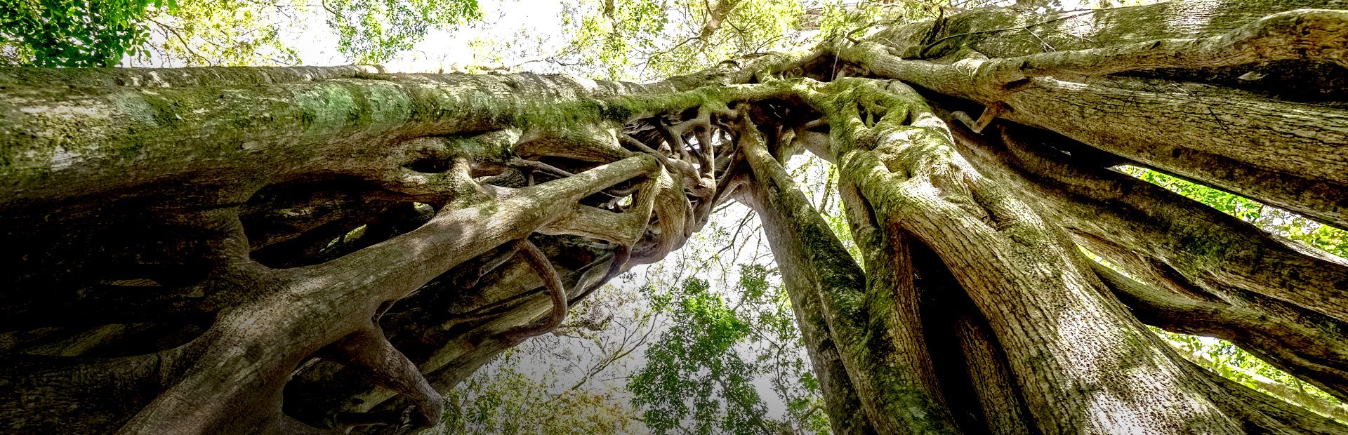 Bomen en wortels in Rincon