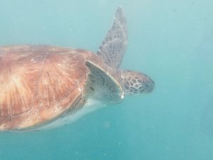 Zeeschildpad zwemt onder water in een tropische oceaan