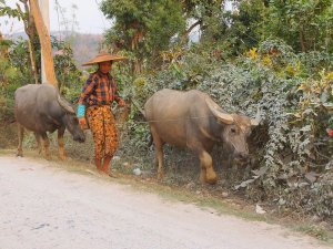 Water buffalo en lokale vrouw in Myanmar