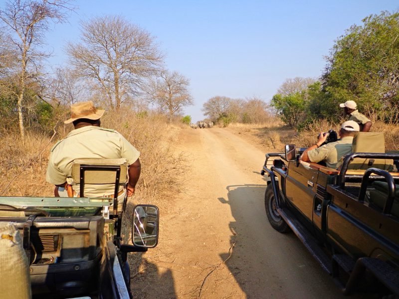 Zuid-Afrika game drive neushoorns