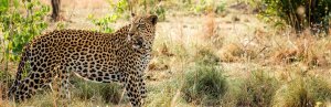 Luipaard staat in hoog gras, kijkt naar rechts met de mond iets open in Zuid-Afrika