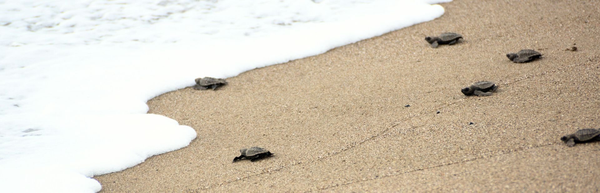 Schildpadden op Boa Vista