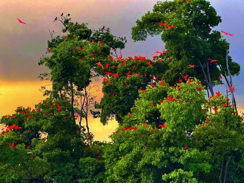 Parnaiba delta Brazilie rode Ibis